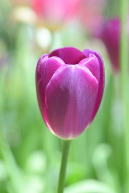 Yeşil yapraklar ve arka planda bulanık lalelerle çevrili mor bir lalenin yakın çekimi yumuşak ve renkli bir bahar manzarası yaratır..