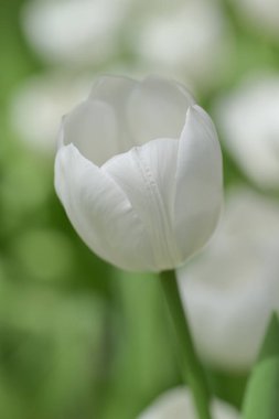 Yeşil yapraklar ve arka planda bulanık lalelerle çevrili beyaz lalenin yakın çekimi yumuşak ve renkli bir bahar manzarası yaratır..