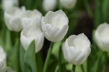 Yeşil yapraklar ve arka planda bulanık lalelerle çevrili beyaz lalenin yakın çekimi yumuşak ve renkli bir bahar manzarası yaratır..