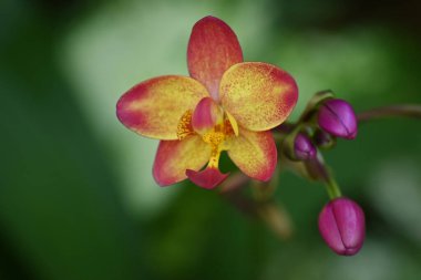 Çiçek açmış canlı bir Spatthoglottis orkidesi, mor tomurcuklarla çevrili benekli sarı ve mor yaprakları yumuşak yeşil arka planda sergiliyor..