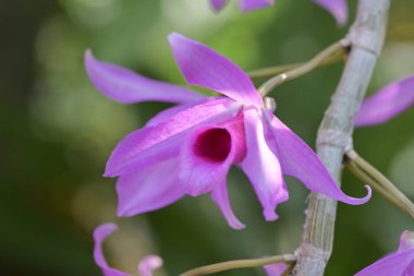 Koyu mor merkezli güzel bir Dendrobium orkidesi dalda zarif bir şekilde çiçek açar. Yumuşak, bulanık yeşil bir arkaplana karşı durarak..