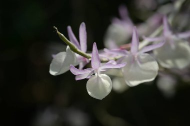 Güzel bir beyaz-mor Dendrobium orkidesi bir dalda zarifçe çiçek açar, koyu bir arkaplana karşı durarak..