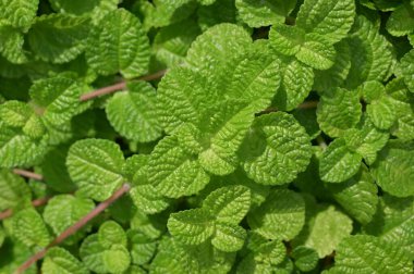 Yüzeyleri dokulu yoğun yeşil nane yaprakları çerçeveyi doğal ışık altında doldurur. Şifalı bir bitki ve bahçe süsü olarak kullanılıyor..