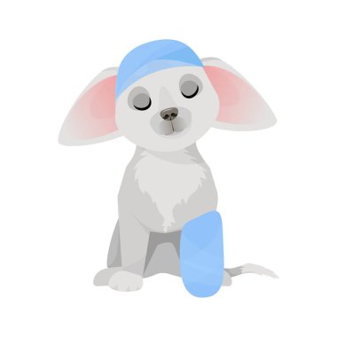 Cute gray sad dog with bandaged head and paw