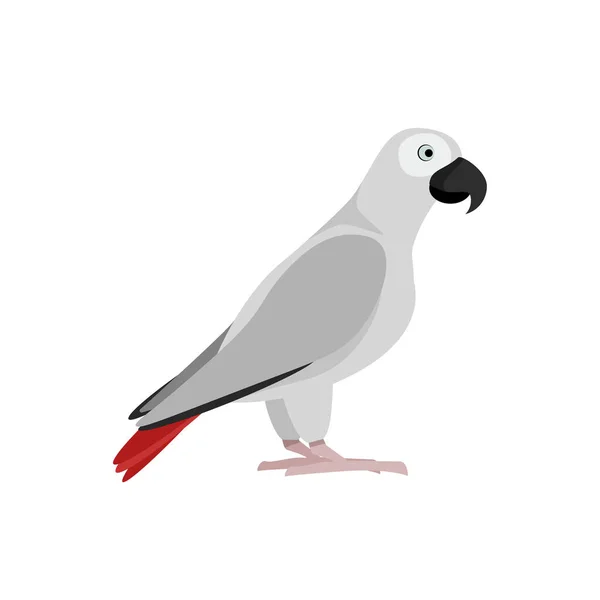 Szürke Papagáj Illusztrációja Vörös Tollakkal Farok Oldalán — Stock Vector