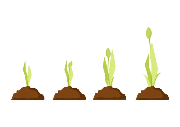 Tulip Growth Stages Ground Sprout — Stock Vector