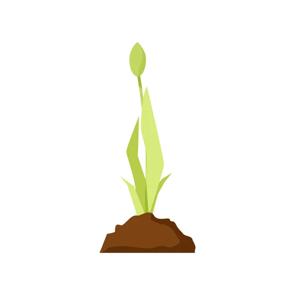 Germoglio Tulipano Verde Petto Terra — Vettoriale Stock