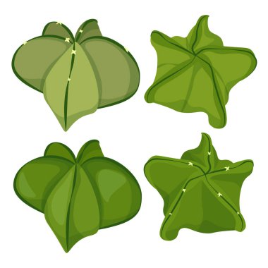 Bir dizi sulu astrofittum myriotigma