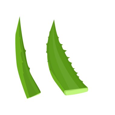 Yeşil aloe yaprakları.