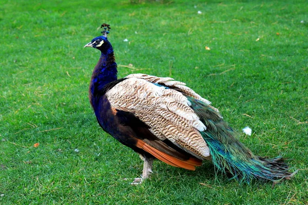 stock image Magnificent peacock in autumn with long tail and feathers walks on grass in leaf fall. Beautiful Peacock in park, zoo