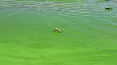 Water covered with green algae. River green algae bloom background. Global environmental pollution. Dirty waters in lake, river, bay, pond