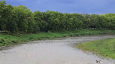 Stormy mountain river flows in Carpathians among green banks, Uzhhorod, Ukraine