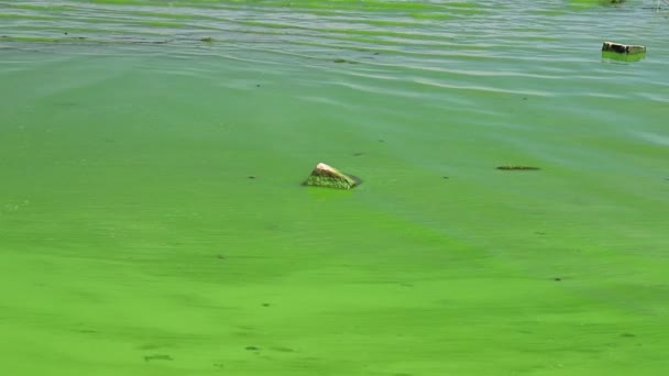 Water Covered Green Algae River Green Algae Bloom Background Global — Stok Video