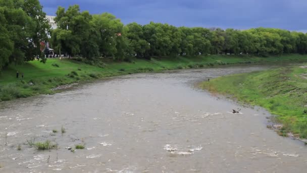 Stormy Mountain River Flows Carpathians Green Banks Uzhhorod Ukraine — Video