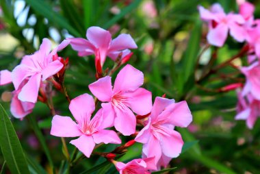 Flowers of pink oleander bloomed in spring. Nerium oleander, Shrub, tree, garden plant for medicine, pharmacology, cosmetics, disease treatment. Pink summer background