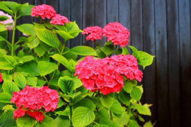 Red hydrangea grows in brown wooden wall. Scarlet hydrangea flowers with green leaves in spring, summer. Garden medicinal plant for pharmacology, medicine, treatment diseases