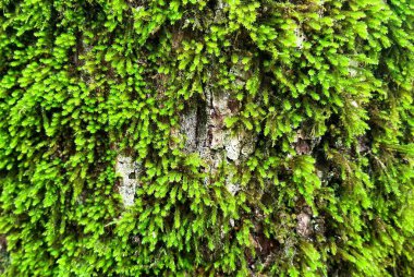 Moss on tree in forest, close-up, green background of moss, lichen