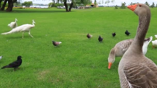 Perigord Geese Walk Green Lawn Summer Goose Farm Beautiful Gray — Stock Video