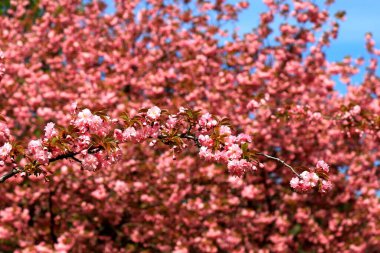 Bahçede sakura çiçeği, Japon kirazı, ilk çiçekler ve yapraklar. Baharda Bud, Hanami. Pembe sakura doğal arkaplanı sever.