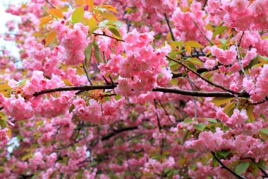 Bahçede sakura çiçeği, Japon kirazı, ilk çiçekler ve yapraklar. Baharda Bud, Hanami. Pembe sakura doğal arkaplanı sever.