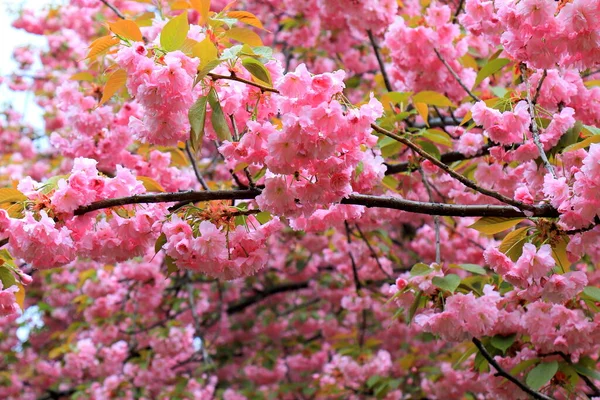 Сакура Дерево Цветет Саду Японская Вишня Первые Цветы Листья Бад — стоковое фото