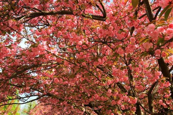 樱花在花园里盛开 日本樱桃树 初开花叶 春天里的孩子 花神Pink Sakura热爱自然背景 — 图库照片