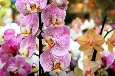 Phalaenopsis Orkide pembe çiçekleri mağazada. Saksı orkidesi. Bir sürü çiçek açan bitki, doğa çiçekli arka plan. Seradaki güzel çiçekler. Çiçekçi, market..