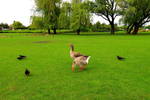 Beautiful Perigord Geese Walk Green Lawn Summer Goose Farm Gray — Stock Photo, Image
