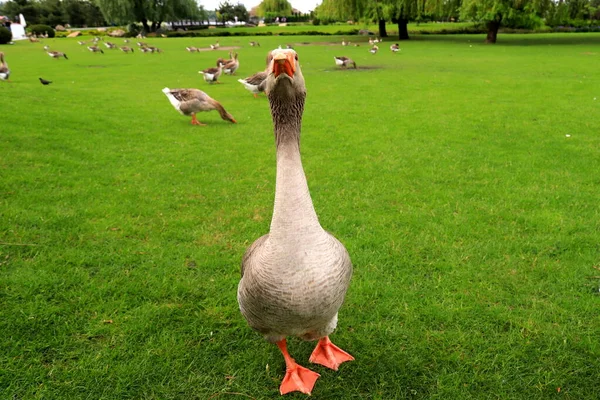 Beautiful Perigord Geese Walk Green Lawn Summer Goose Farm Gray — Stock Photo, Image