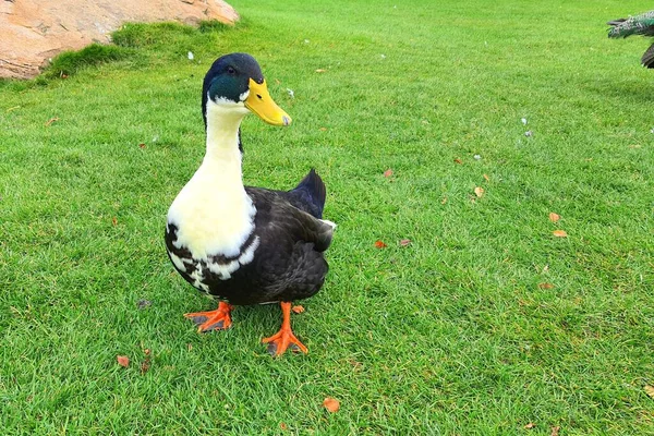 Gran Hermoso Pato Está Caminando Sobre Césped Verde Aves Corral —  Fotos de Stock