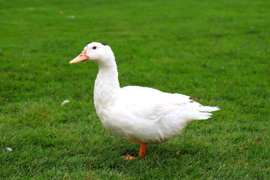Pekin beyaz ördekleri baharda, yaz mevsiminde yeşil çimlerde yürürler..