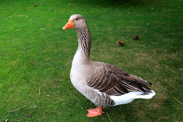 Beautiful Gray Geese Perigord Walk Summer Goose Farm Duck Meat — Stock Photo, Image