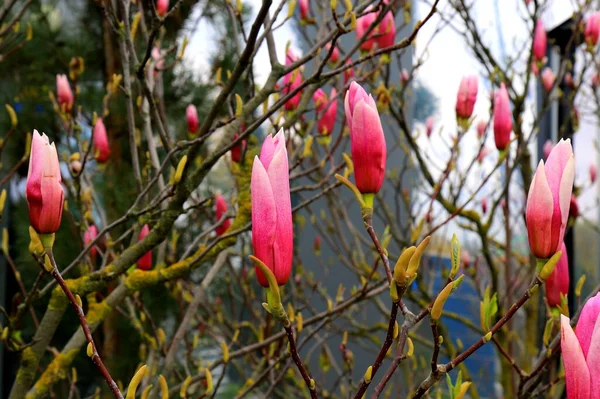 Sulange Magnolia Black Tulip Close Tree Branch Beautiful Spring Magnolia — Stock Photo, Image