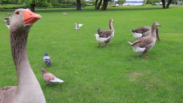 Beautiful Gray Geese Perigord Geese Walk Green Lawn Summer Goose — Stock Video