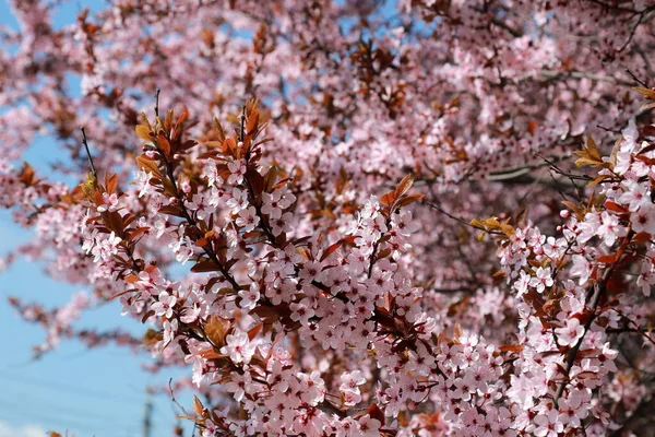 Pflaume Pissardi Oder Rote Kirschpflaume Blühte Garten Schöner Dekorativer Baum — Stockfoto