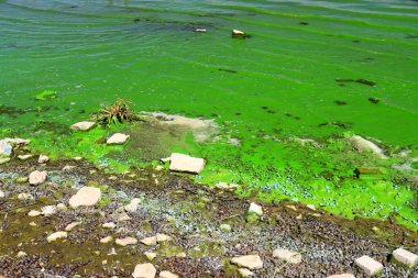 Water pollution by blooming blue-green algae - is world environmental problem. Water bodies, rivers and lakes with harmful algal blooms. Ecology concept of polluted nature. Earth Day clipart