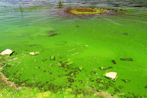 Zanieczyszczenie Wody Przez Kwitnące Niebiesko Zielone Algi Światowy Problem Środowiskowy — Zdjęcie stockowe
