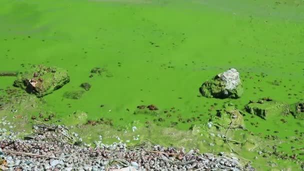 盛开的蓝绿色藻类造成的水污染是世界环境问题 河流和湖泊 有有害的藻华 污染自然的生态学概念 地球日 — 图库视频影像