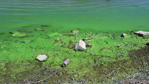 ブルーグリーン藻類を開花させることによる水質汚染は世界の環境問題である 有害藻類の花を持つ水の体 川や湖 汚染された自然の生態学的概念 大地の日 — ストック動画