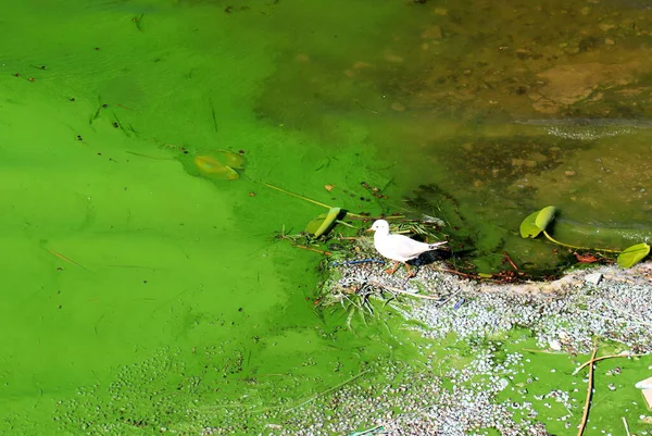 Watervervuiling Door Bloeiende Blauwgroene Algen Een Wereldwijd Milieuprobleem Waterlichamen Rivieren — Stockfoto