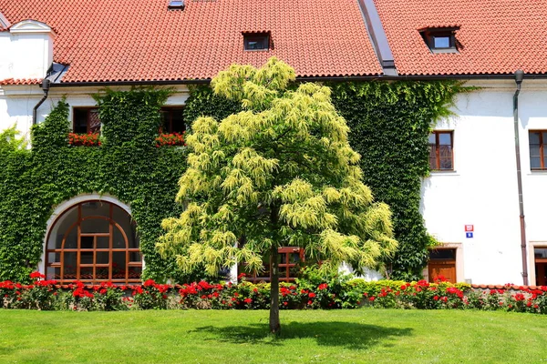 Edible chestnut tree, flowers bloom. Sweet chestnut tree, Castanea sativa. Blossoms of Sweet Chestnut, Spanish or just chestnut in old monastery. Prague, Czech Republic