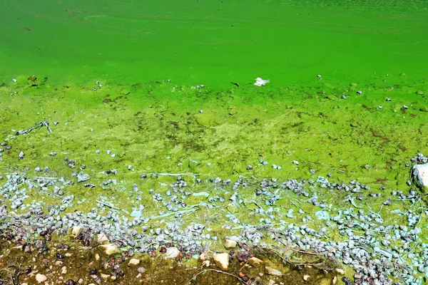 Watervervuiling Door Bloeiende Blauwgroene Algen Een Wereldwijd Milieuprobleem Water Rivieren — Stockfoto