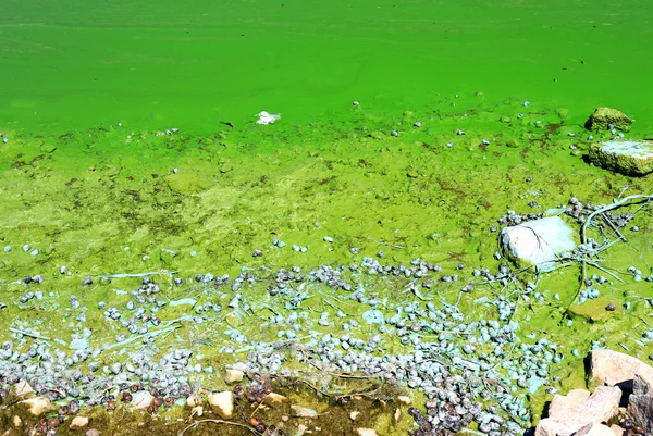 Watervervuiling Door Bloeiende Blauwgroene Algen Een Wereldwijd Milieuprobleem Water Rivieren — Stockfoto