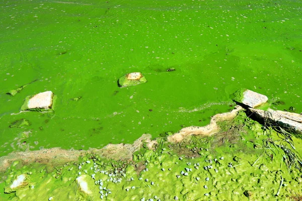 Zanieczyszczenie Wody Przez Kwitnące Niebieskozielone Algi Światowy Problem Środowiskowy Woda — Zdjęcie stockowe