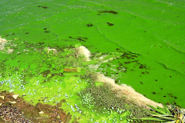 Ρύπανση Των Υδάτων Από Την Ανθισμένη Γαλάζια Πράσινη Άλγη Είναι — Φωτογραφία Αρχείου