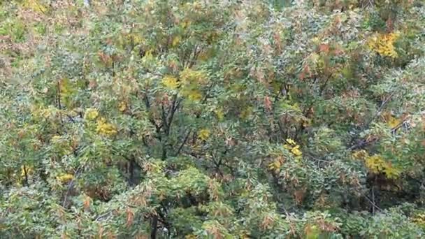 Ліс Вітрі Вітер Рухається Шелестить Гілками Жовтому Зеленому Лісі Вид — стокове відео