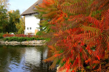 Sumac tree branch with red yellow leaves on autumn day. Sumah is beautiful ornamental tree or bush with red leaves in fall. Garden decoration, wallpaper