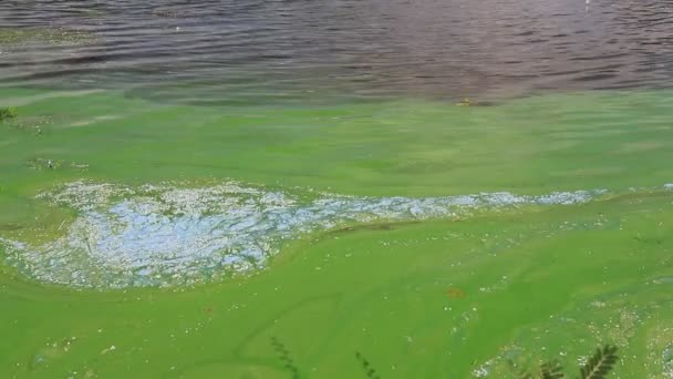 盛开的蓝色绿藻造成的水污染是世界环境问题 河流和湖泊 海藻盛开 污染的自然 — 图库视频影像