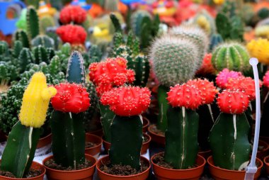 Dükkanda güzel kaktüsler, bahçe, çiçek süpermarketi. Kırmızı, sarı, yeşil Gymnocalycium mihanovichii kabın içine kaktüs aşıladı. Yuvarlak kaktüs - ev için bitki, iç mekan, ofis