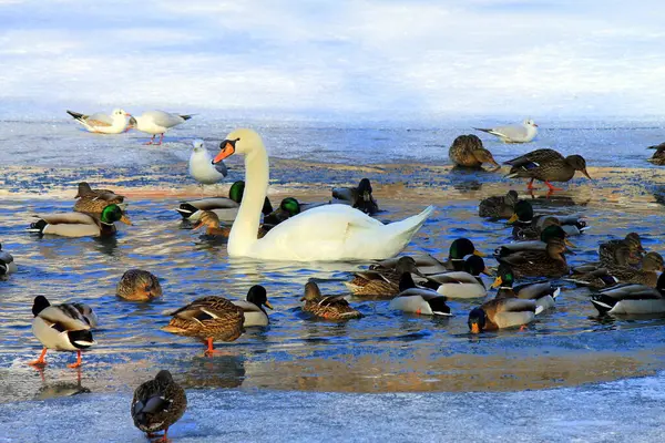 Many ducks and white swan on winter river, water. A flock of ducks and birds winters on warm pond or lake. Winter landscape, hunting.